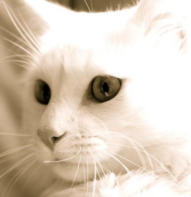 blanca como la nieve
