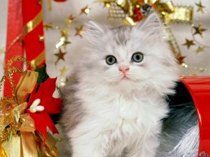 LA NAVIDAD CON LOS GATOS